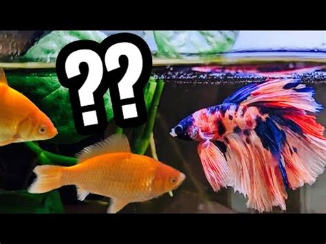 betta fish and goldfish in same tank|Betta Fish with Goldfish – Can You Keep Them .